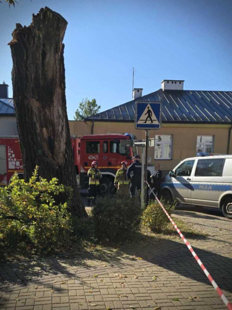 Hrubieszów: Runął zabytkowy dąb Wiktor [ZDJĘCIA]