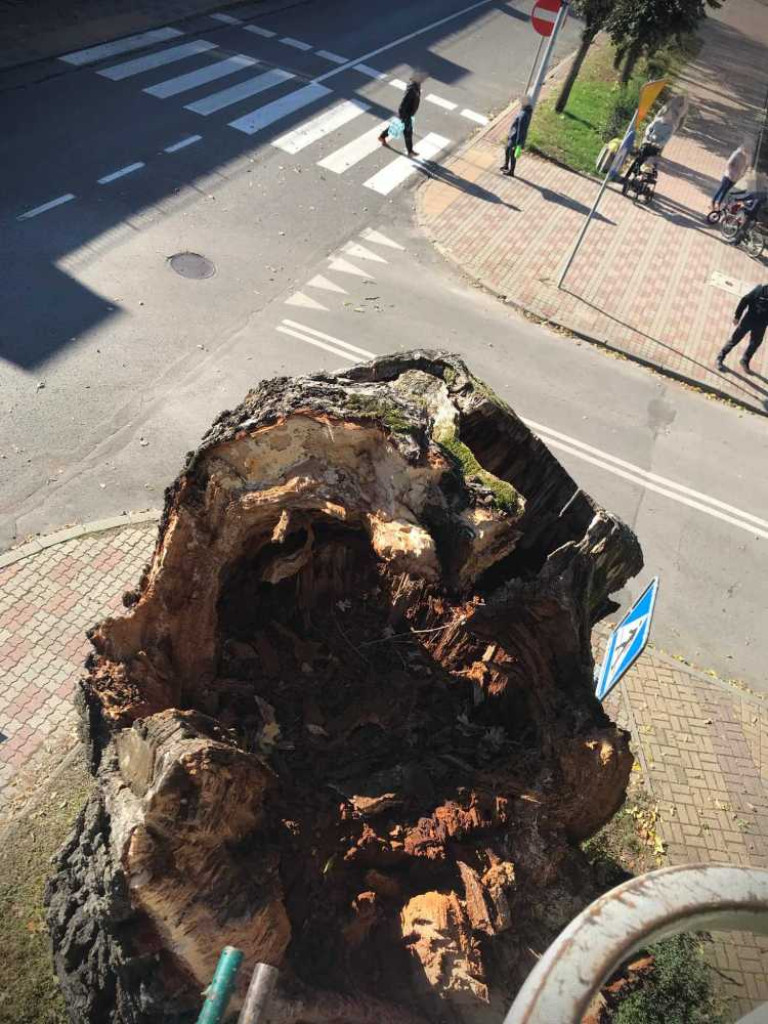 Hrubieszów: Runął zabytkowy dąb Wiktor [ZDJĘCIA]