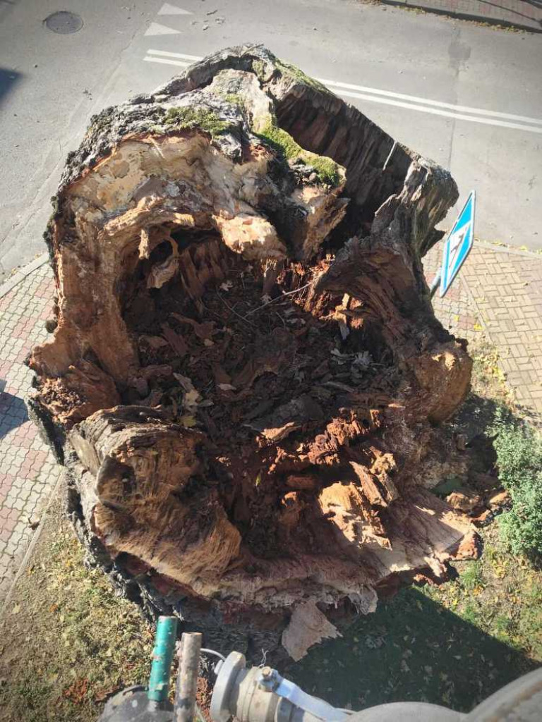 Hrubieszów: Runął zabytkowy dąb Wiktor [ZDJĘCIA]