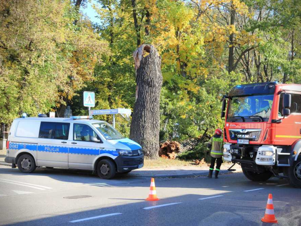 Hrubieszów: Runął zabytkowy dąb Wiktor [ZDJĘCIA]