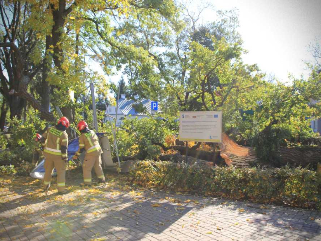 Hrubieszów: Runął zabytkowy dąb Wiktor [ZDJĘCIA]