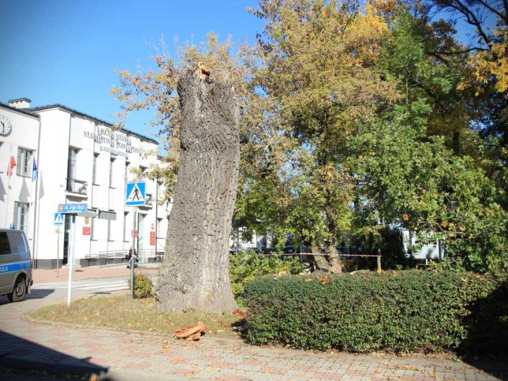 Hrubieszów: Runął zabytkowy dąb Wiktor [ZDJĘCIA]