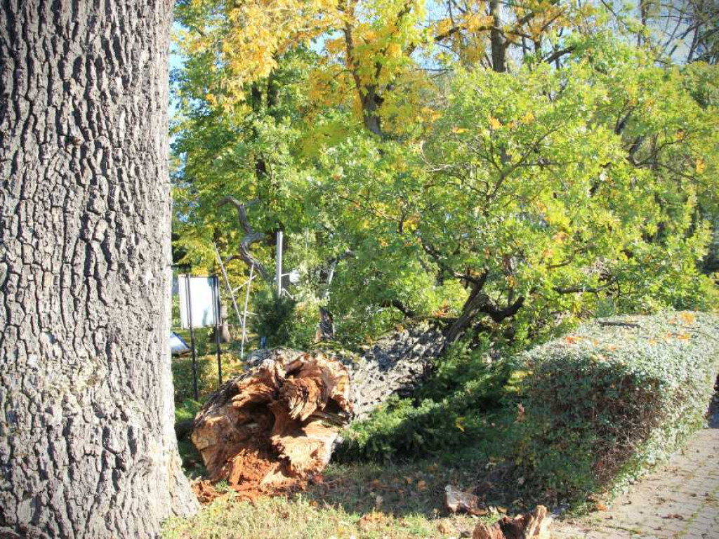 Hrubieszów: Runął zabytkowy dąb Wiktor [ZDJĘCIA]