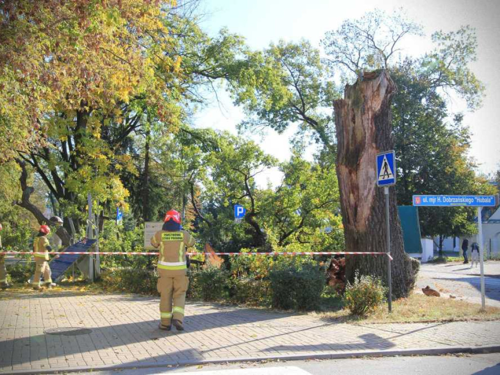 Hrubieszów: Runął zabytkowy dąb Wiktor [ZDJĘCIA]