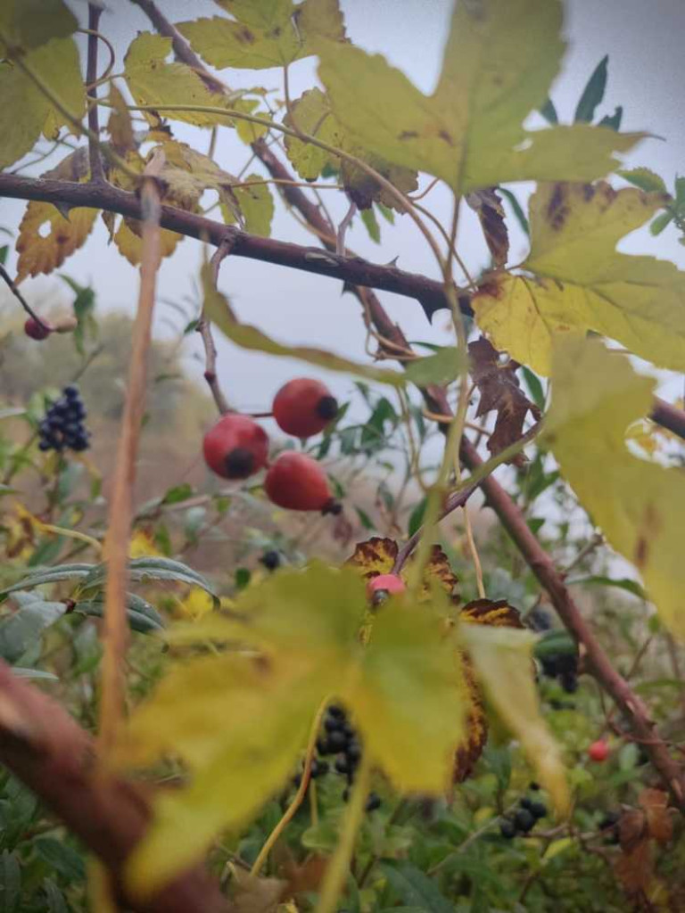 Hrubieszów: Ojciec Mateusz prawie jak żywy, 