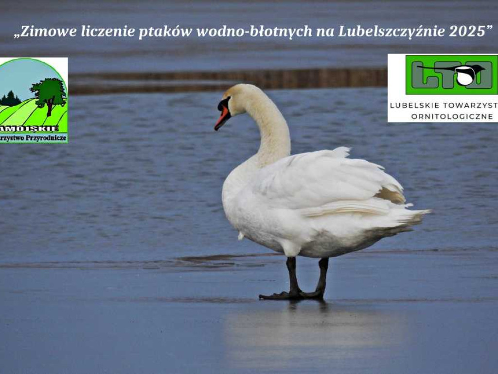 Ornitolodzy liczyli ptaki w powiecie hrubieszowskim [ZDJĘCIA]