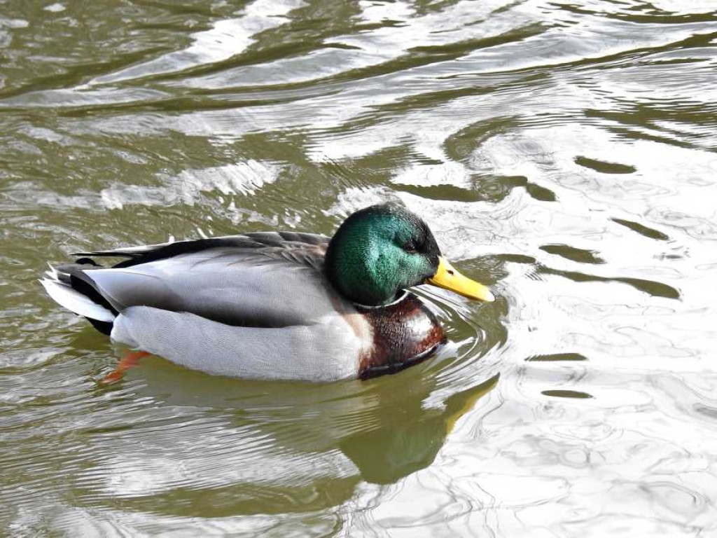 Ornitolodzy liczyli ptaki w powiecie hrubieszowskim [ZDJĘCIA]