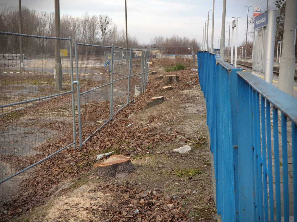 Hrubieszów: Tutaj też już nie ma drzew... [ZDJĘCIA]