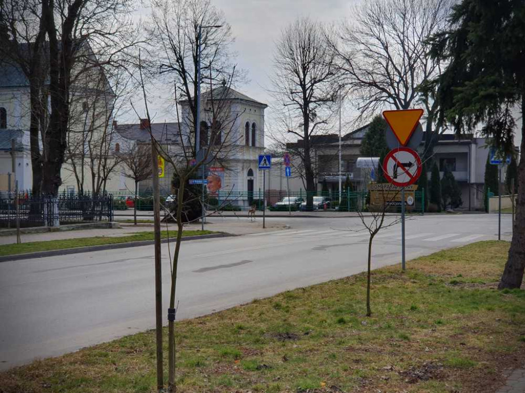Gdzieś w Hrubieszowie... Sarna w centrum miasta [ZDJĘCIA]