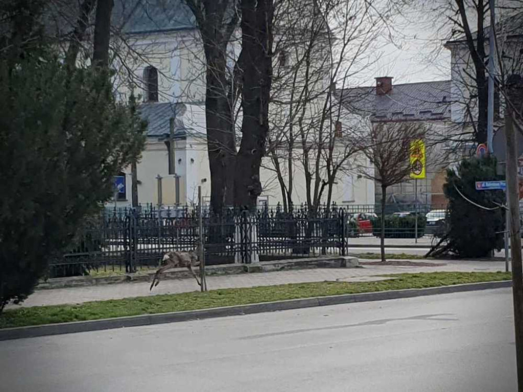 Gdzieś w Hrubieszowie... Sarna w centrum miasta [ZDJĘCIA]