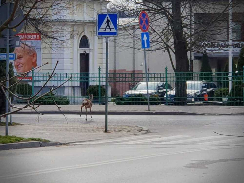 Gdzieś w Hrubieszowie... Sarna w centrum miasta [ZDJĘCIA]
