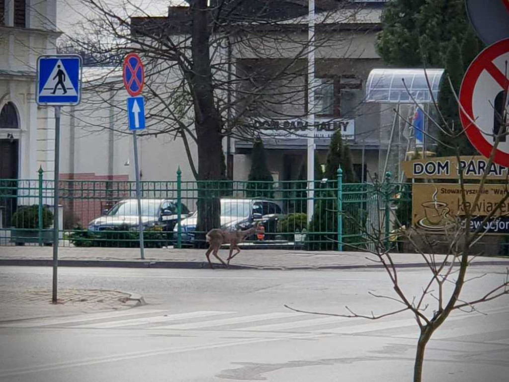 Gdzieś w Hrubieszowie... Sarna w centrum miasta [ZDJĘCIA]