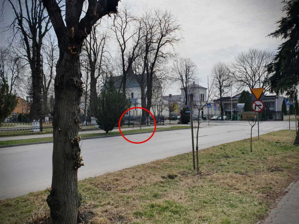 Gdzieś w Hrubieszowie... Sarna w centrum miasta [ZDJĘCIA]