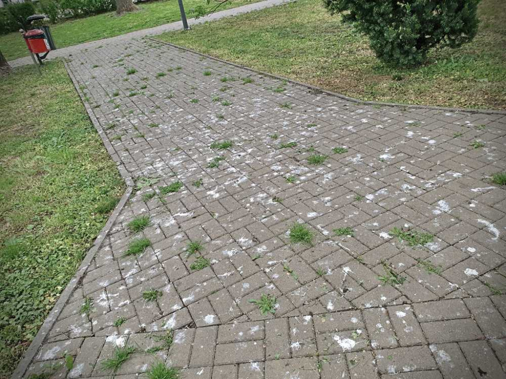 Gdzieś w Hrubieszowie... w miejskim parku [ZDJĘCIA]