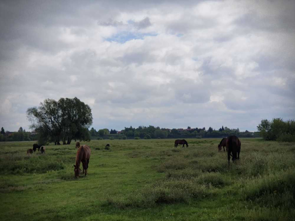 Gdzieś w Hrubieszowie... Konie [ZDJĘCIA]
