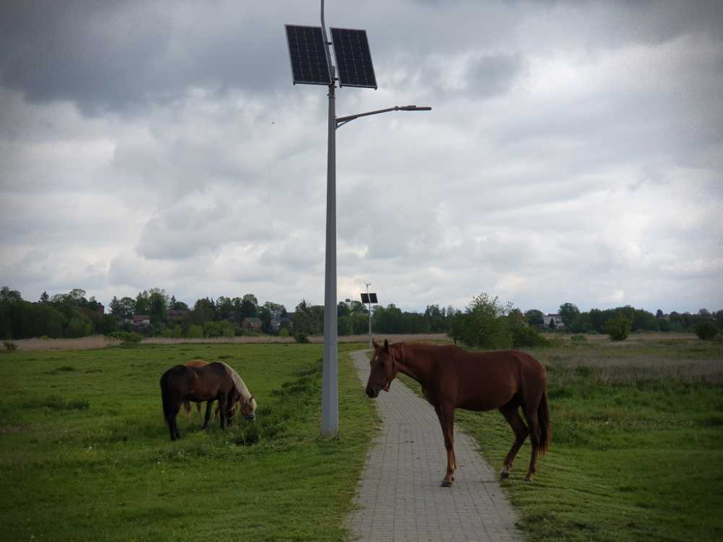 Gdzieś w Hrubieszowie... Konie [ZDJĘCIA]
