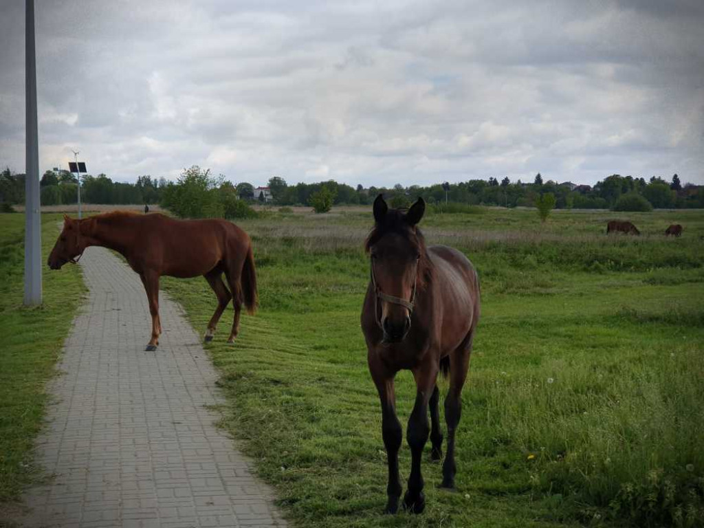 Gdzieś w Hrubieszowie... Konie [ZDJĘCIA]