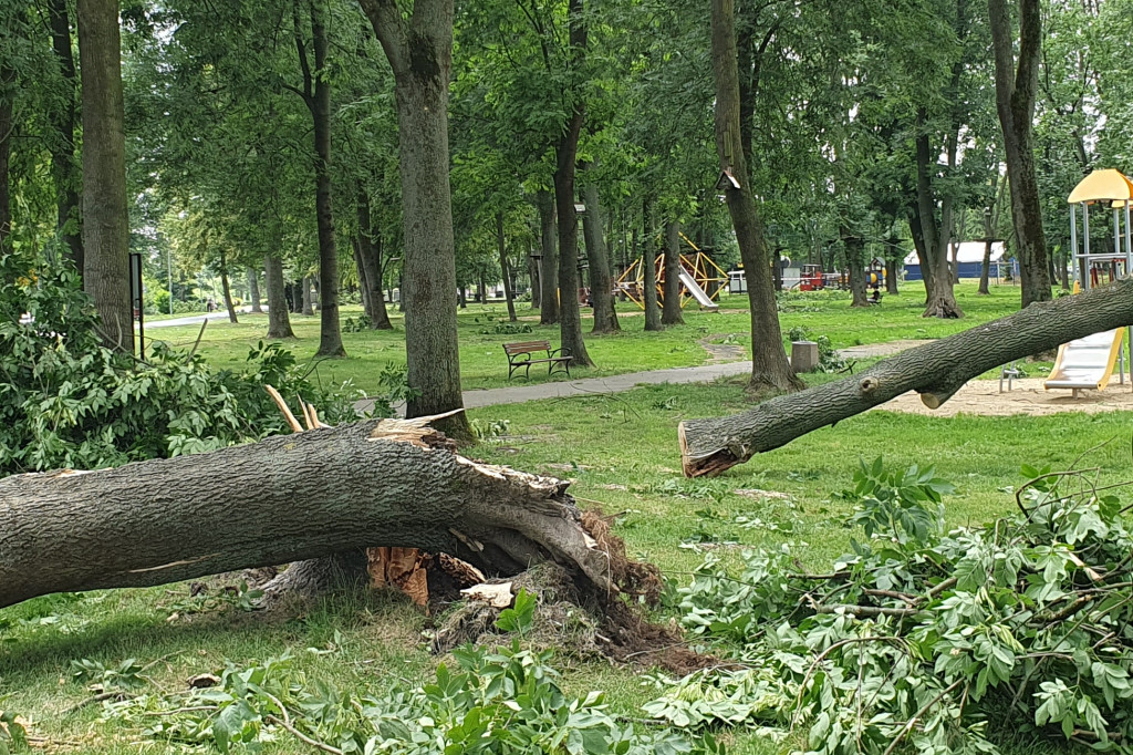 Straty w Małpim Gaju