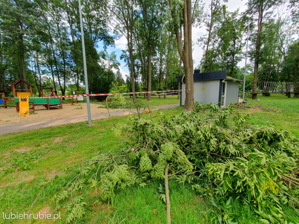 Straty w Małpim Gaju