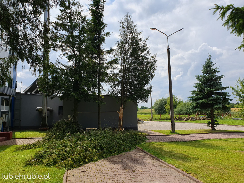 Straty w Małpim Gaju