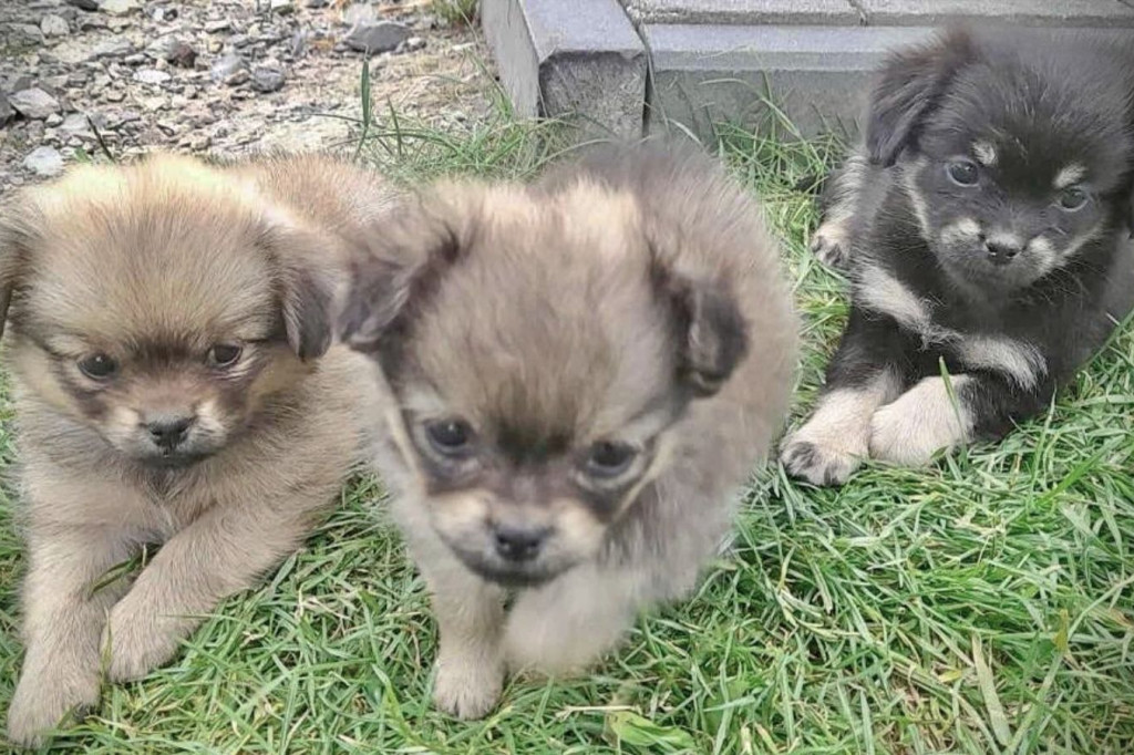 Pieski czekają na adopcję