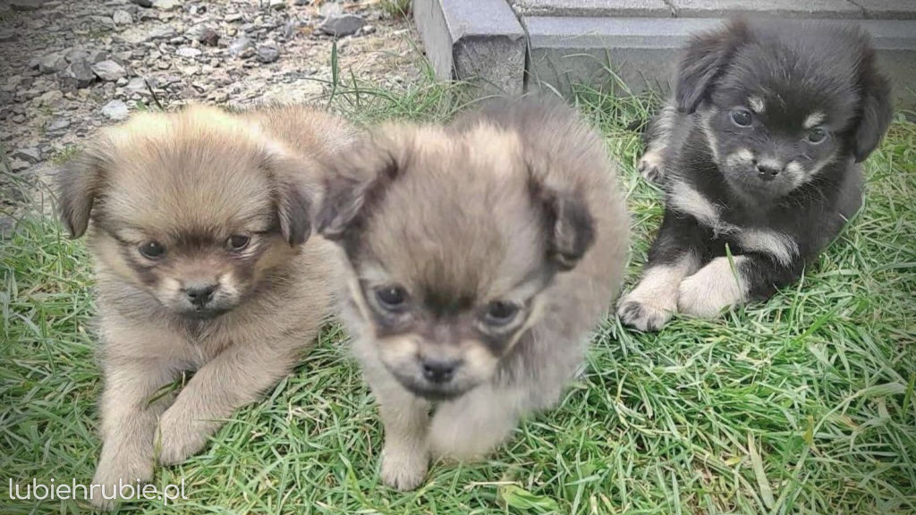 Pieski czekają na adopcję