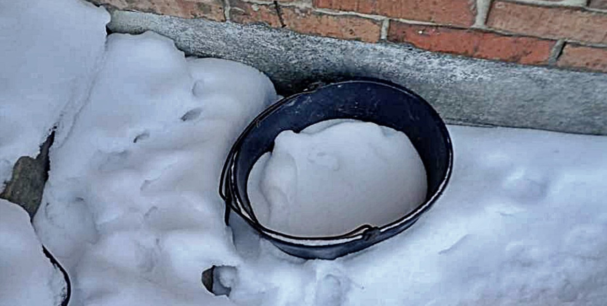Odpowie za znęcanie się nad zwierzętami