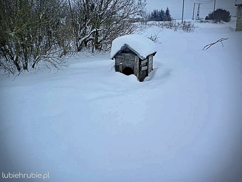 Odpowie za znęcanie się nad zwierzętami