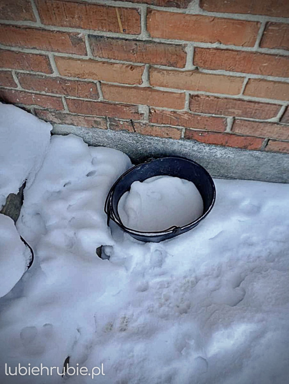 Odpowie za znęcanie się nad zwierzętami