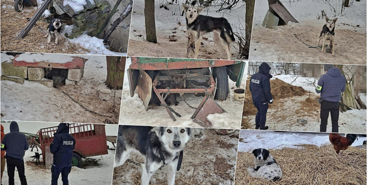 Odpowiedzą za znęcanie nad zwierzętami