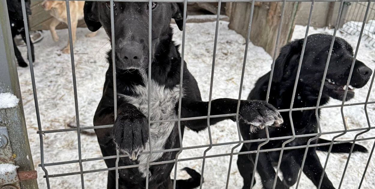 Pieski do adopcji