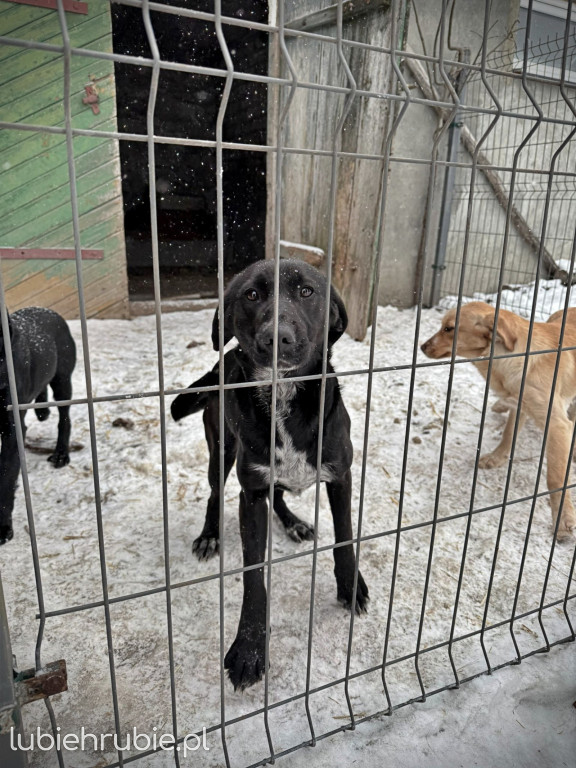 Pieski do adopcji