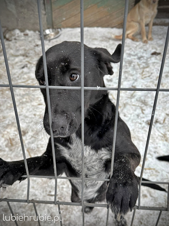 Pieski do adopcji
