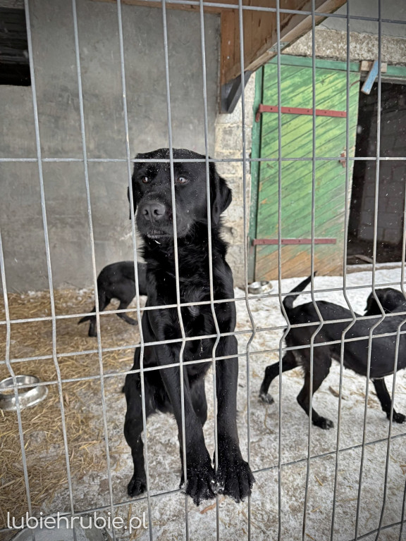 Pieski do adopcji