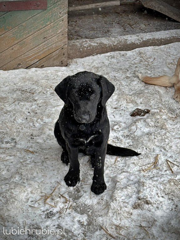 Pieski do adopcji