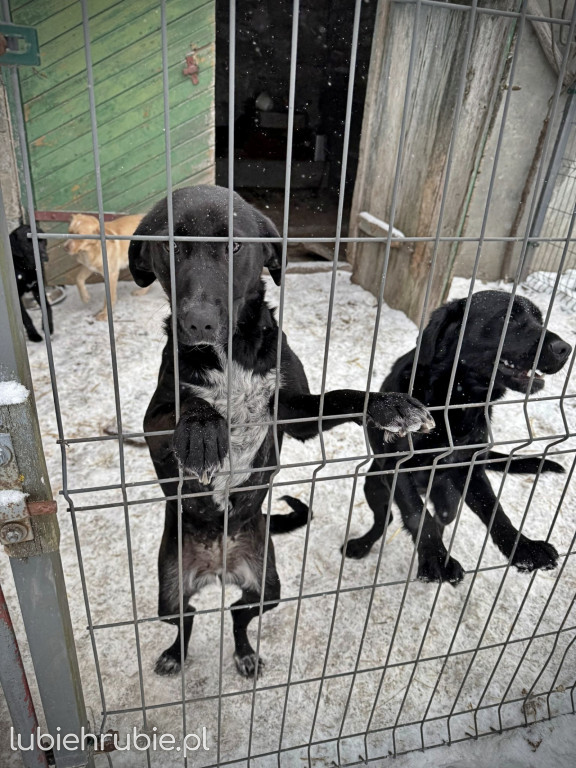 Pieski do adopcji