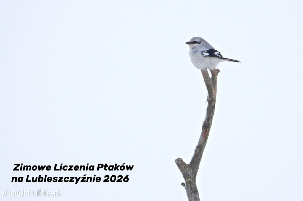 Zimowe liczenie ptaków na Lubelszczyźnie 2026