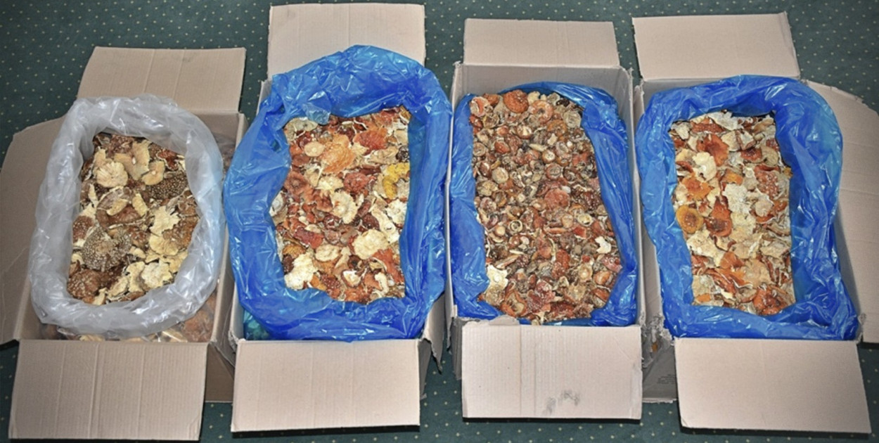 KAS i SG zatrzymały ponad 34 kg muchomorów
