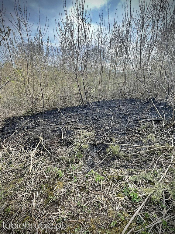 Wypalanie traw w gminie Trzeszczany