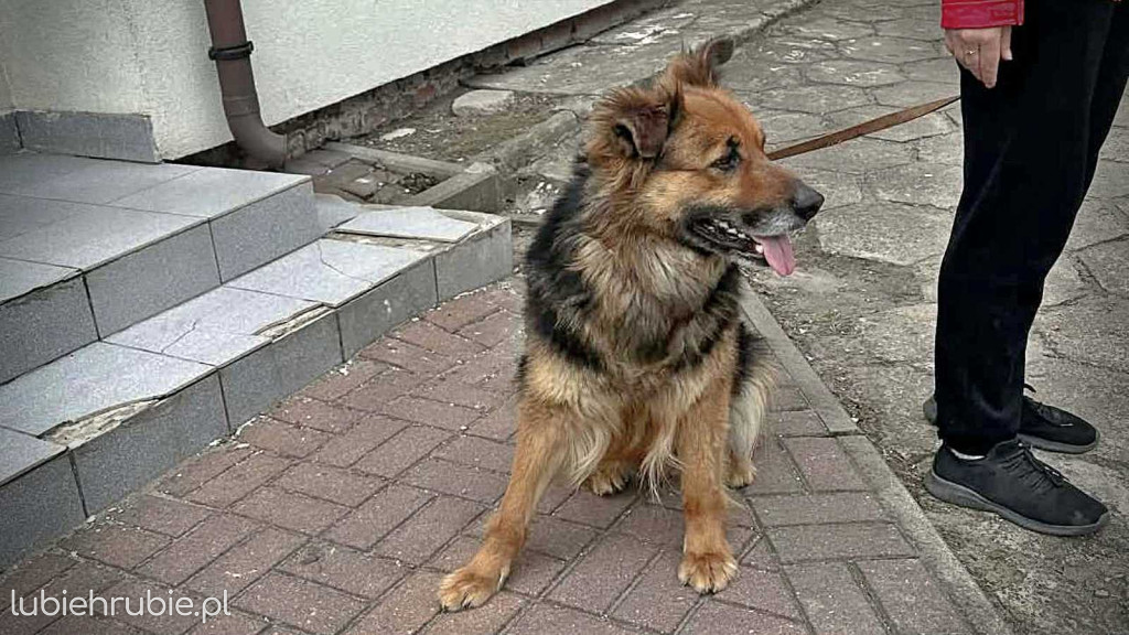 Suczka poszukuje domu