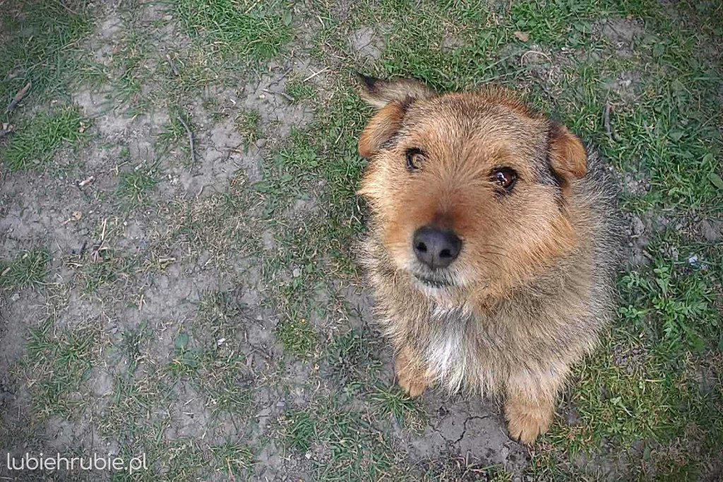 Poszukiwany właściciel psa