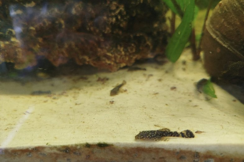 zdjecie ogloszenia