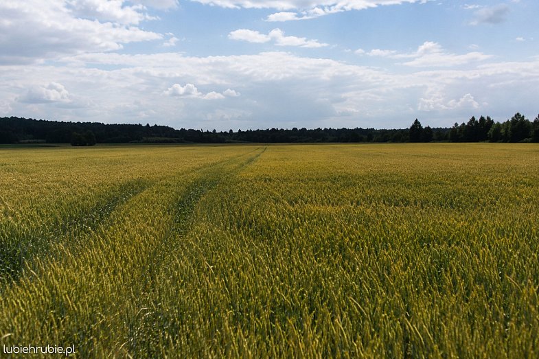 zdjecie ogloszenia