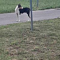 zdjecie ogloszenia