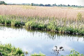 69-latek utonął w rzece