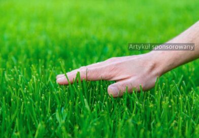 Zakładanie trawnika: jakie nasiona traw sprawdzą się w polskim ogrodzie
