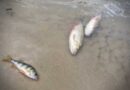 Hrubieszów: Śnięte ryby w Huczwie – prokuratura umorzyła śledztwo, PZW zapowiada sprzeciw