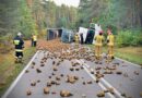 Buraki całkowicie zablokowały drogę [ZDJĘCIA]