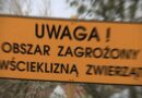 Rozporządzenie wojewody w sprawie zwalczania wścieklizny. Obszar zagrożony – co można, a czego nie wolno